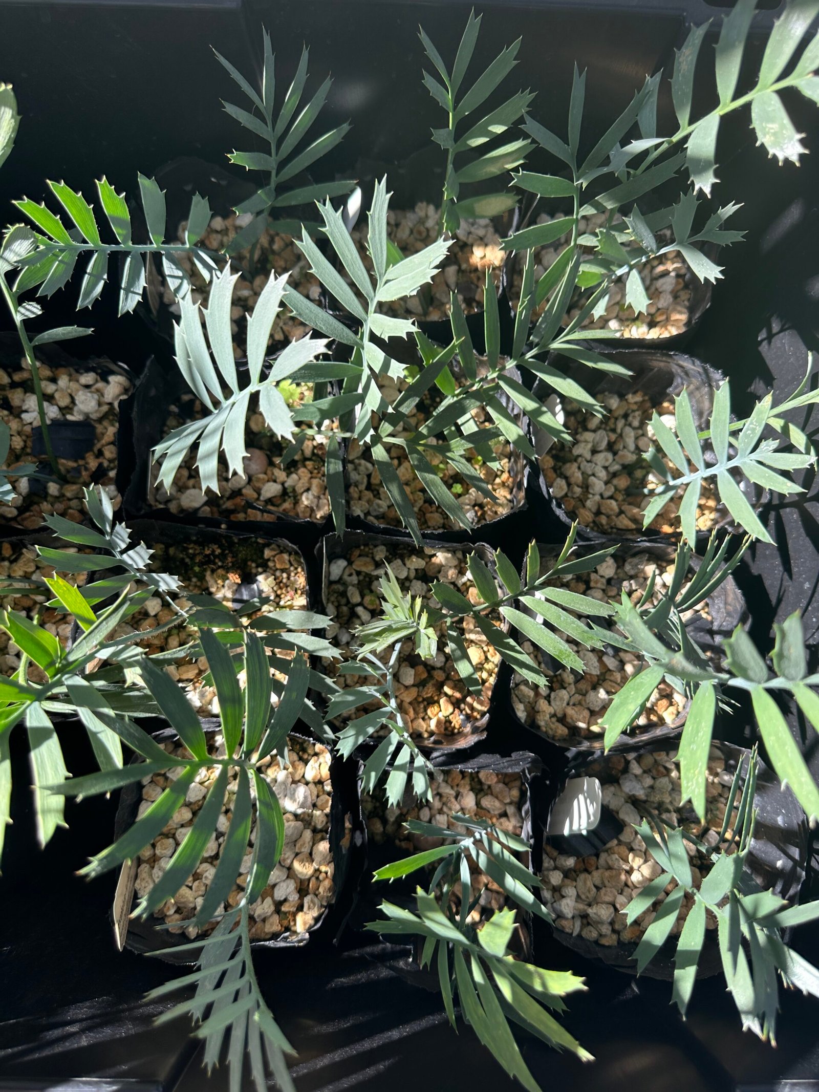 Encephalartos horridus - Eastern Cape Blue Cycad - 3 years old - Image 7