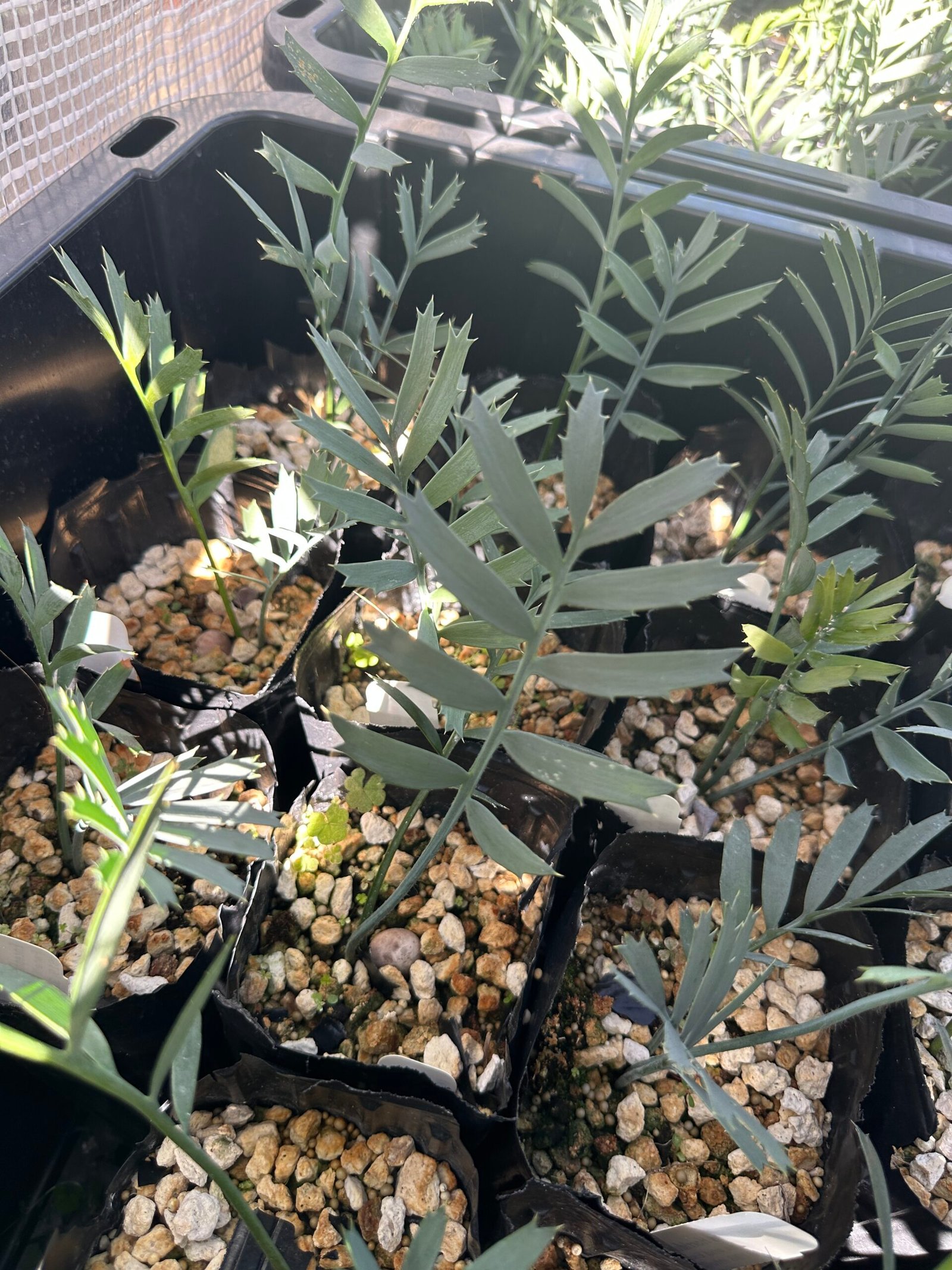 Encephalartos horridus - Eastern Cape Blue Cycad - 3 years old - Image 5