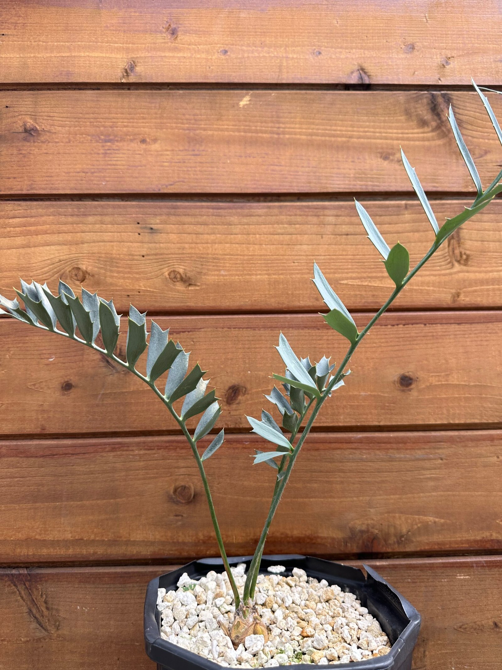 Encephalartos arenarius (True Blue Arenarius) - 1" caudex - Image 7