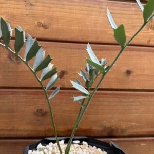 Encephalartos arenarius (True Blue Arenarius) - 1" caudex