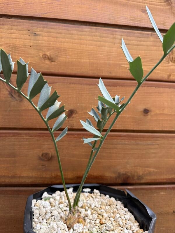 Encephalartos arenarius (True Blue Arenarius) - 1" caudex