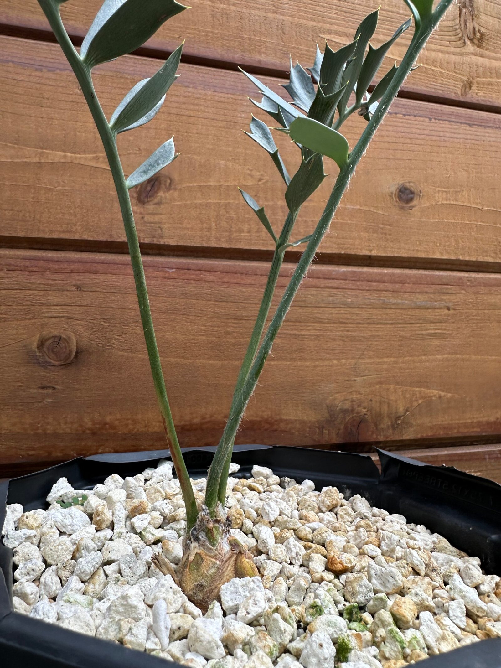 Encephalartos arenarius (True Blue Arenarius) - 1" caudex - Image 3
