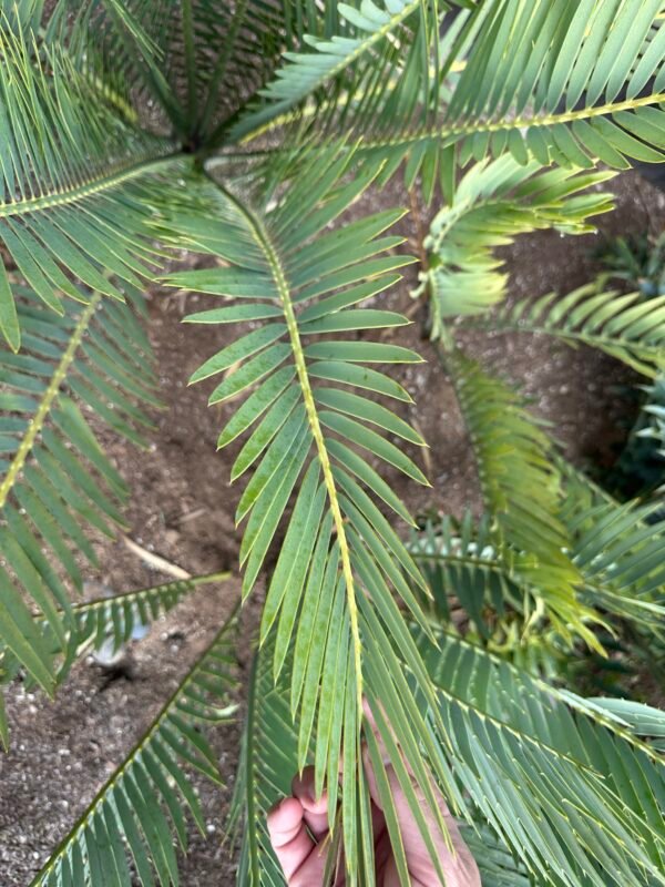 Encephalartos dyerianus - Lowveld Lillie Cycad - Seedling - Image 12