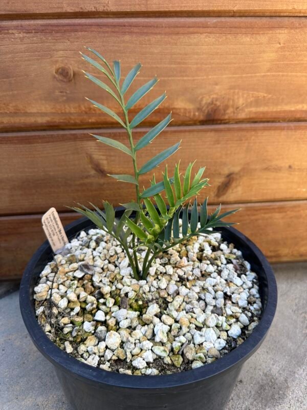Encephalartos natalenis x horridus X trispinosis (dwarf) - Blue Hybrid - 1" caudex - Image 11