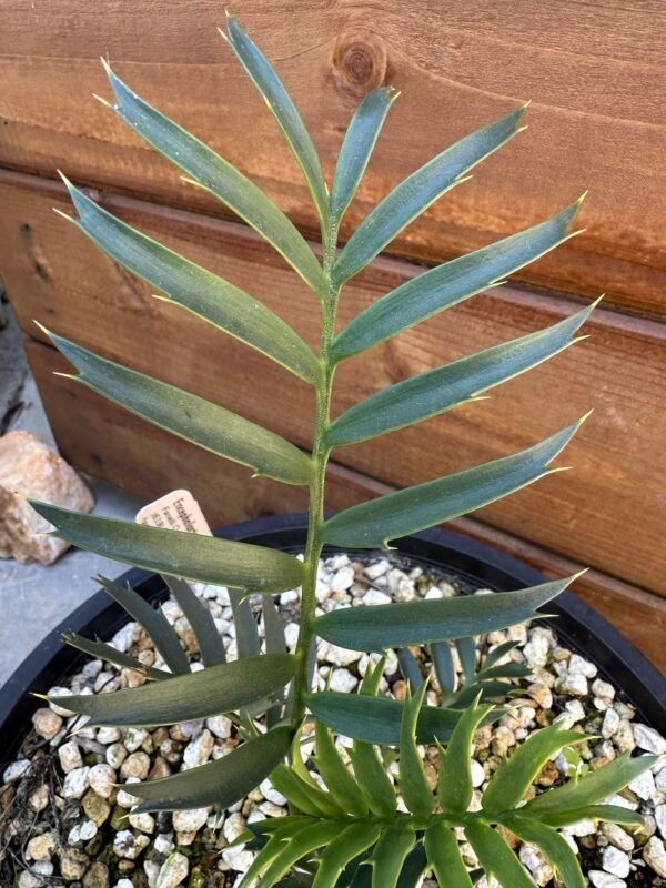Encephalartos natalenis x horridus X trispinosis (dwarf) - Blue Hybrid - 1" caudex - Image 10
