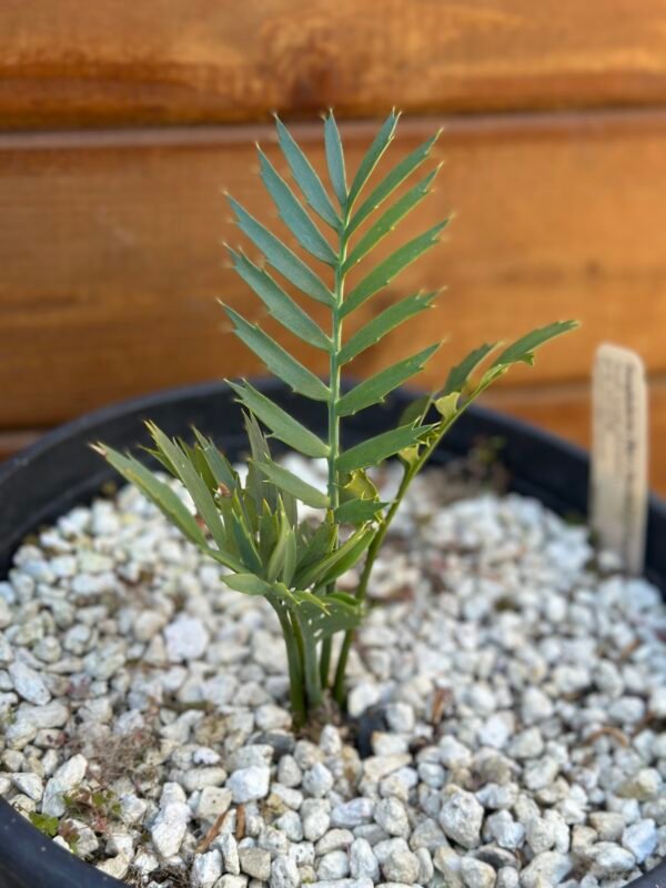 Encephalartos natalenis x horridus X trispinosis (dwarf) - Blue Hybrid - 1" caudex - Image 9