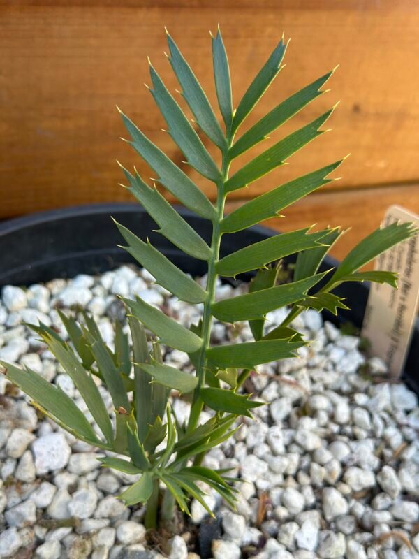 Encephalartos natalenis x horridus X trispinosis (dwarf) - Blue Hybrid - 1" caudex - Image 8