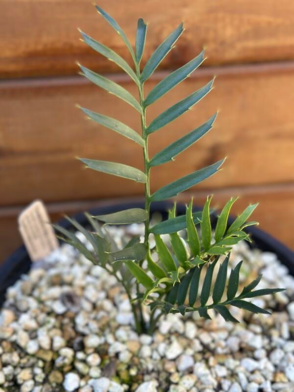 Encephalartos natalenis x horridus X trispinosis (dwarf) - Blue Hybrid - 1" caudex - Image 7