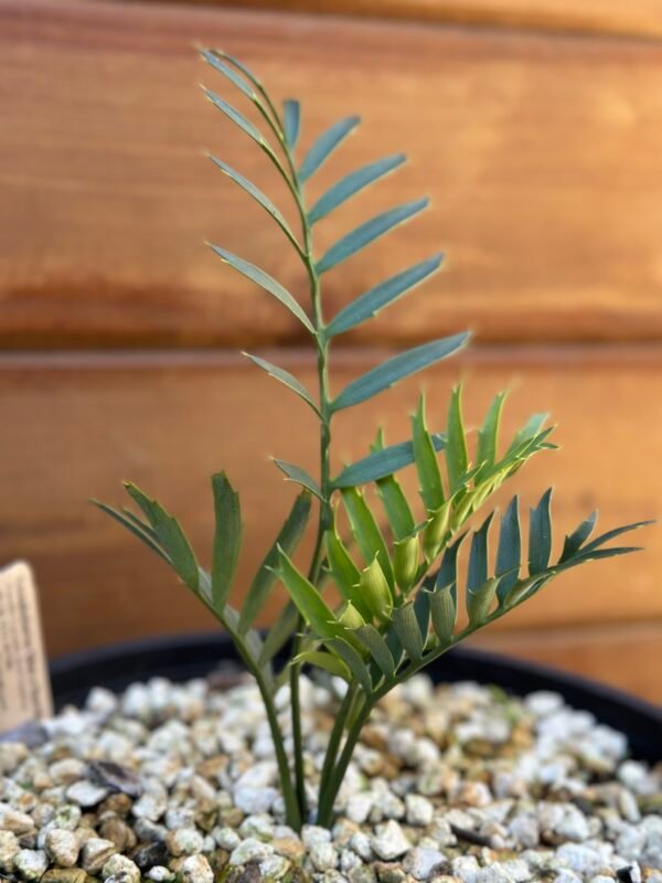 Encephalartos natalenis x horridus X trispinosis (dwarf) - Blue Hybrid - 1" caudex - Image 6