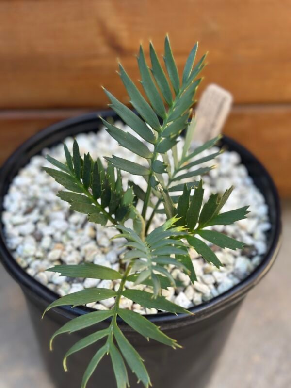 Encephalartos natalenis x horridus X trispinosis (dwarf) - Blue Hybrid - 1" caudex - Image 5