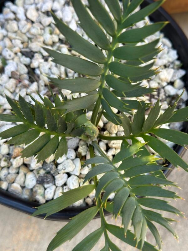Encephalartos natalenis x horridus X trispinosis (dwarf) - Blue Hybrid - 1" caudex - Image 4