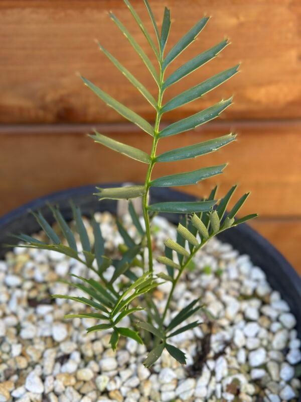 Encephalartos natalenis x horridus X trispinosis (dwarf) - Blue Hybrid - 1" caudex - Image 3