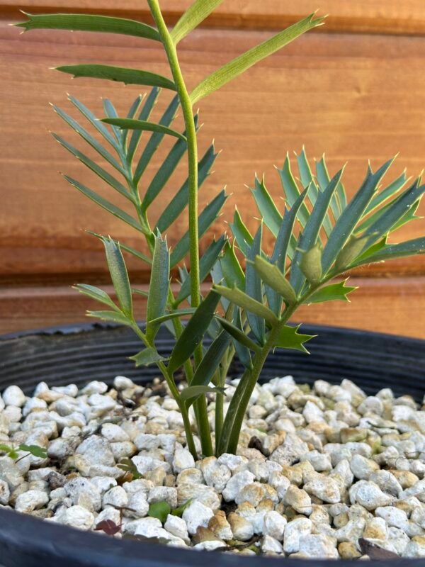 Encephalartos natalenis x horridus X trispinosis (dwarf) - Blue Hybrid - 1" caudex