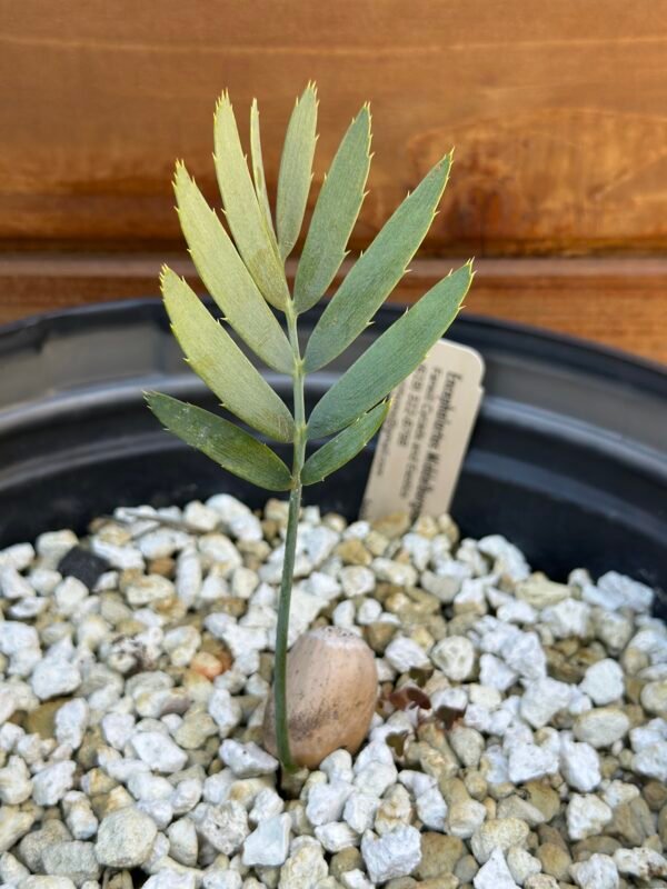 Encephalartos middelburgensis X dyerianus - Blue Hybrid - Seedling - Image 5