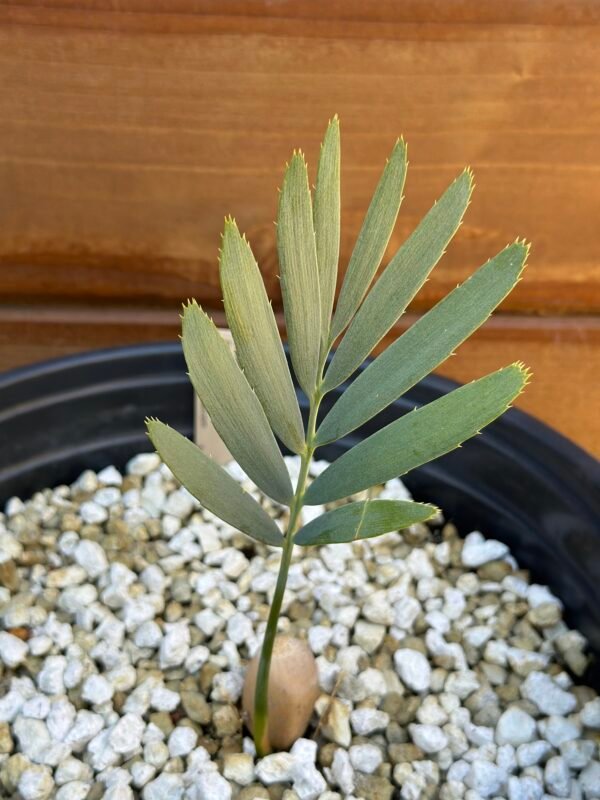 Encephalartos middelburgensis X dyerianus - Blue Hybrid - Seedling - Image 4