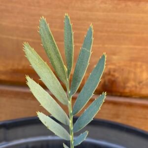 Encephalartos middelburgensis X dyerianus - Blue Hybrid - Seedling