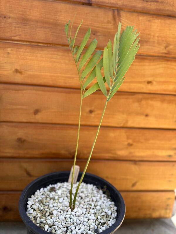 Encephalartos nubimontanus - Blue Cycad - 1.5" caudex - Image 3