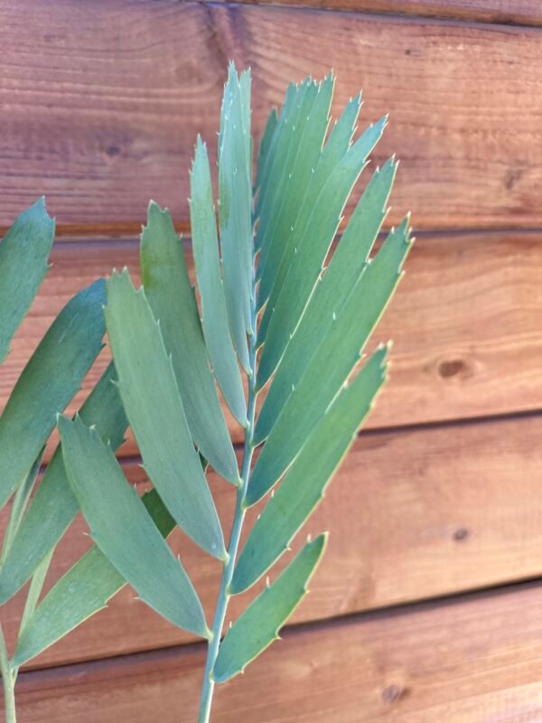 Encephalartos nubimontanus - Blue Cycad - 1.5" caudex