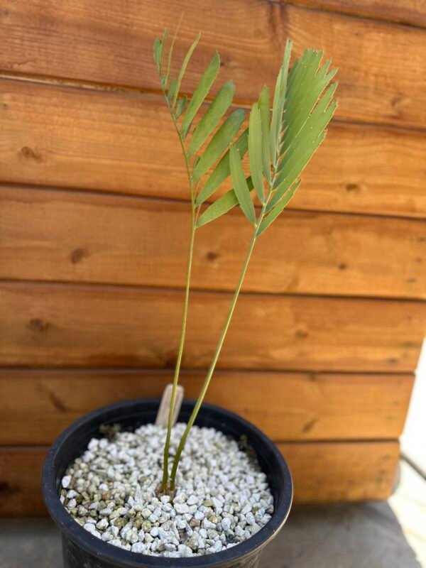 Encephalartos nubimontanus - Blue Cycad - 1.5" caudex - Image 2