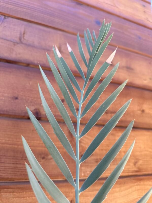 Encephalartos nubimontanus - Blue Cycad - 2" caudex - Image 4