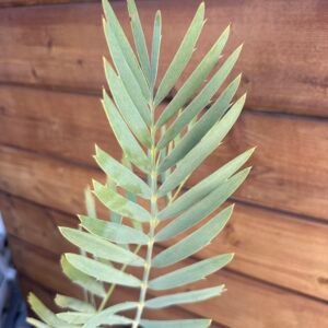 Encephalartos eugene-maraisii - Waterberg Cycad - 2" caudex