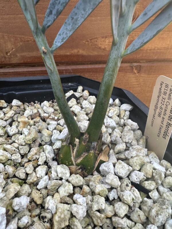 Encephalartos horridus – Eastern Cape Blue Cycad – 1-2" caudex - Image 5