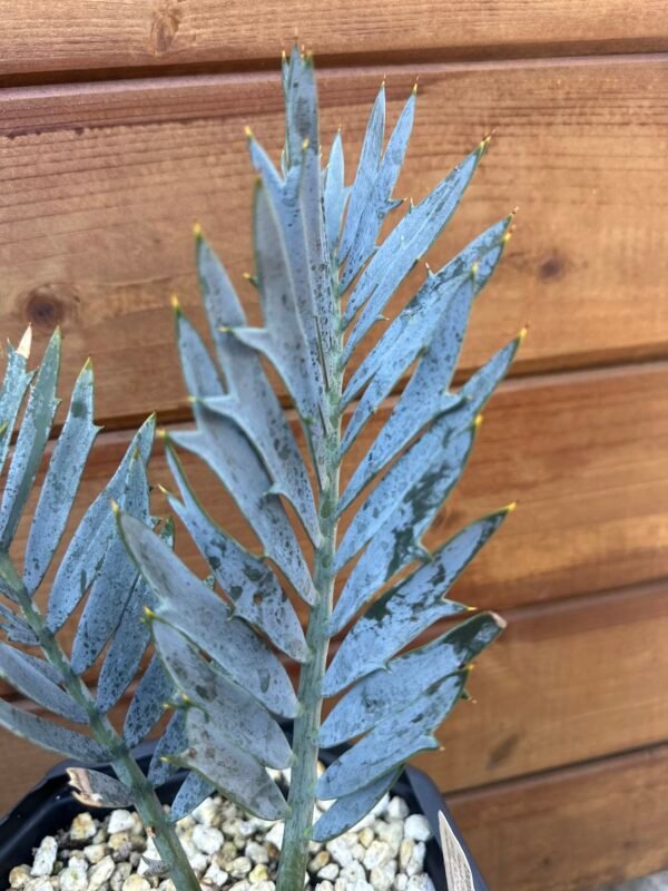 Encephalartos horridus – Eastern Cape Blue Cycad – 1-2" caudex
