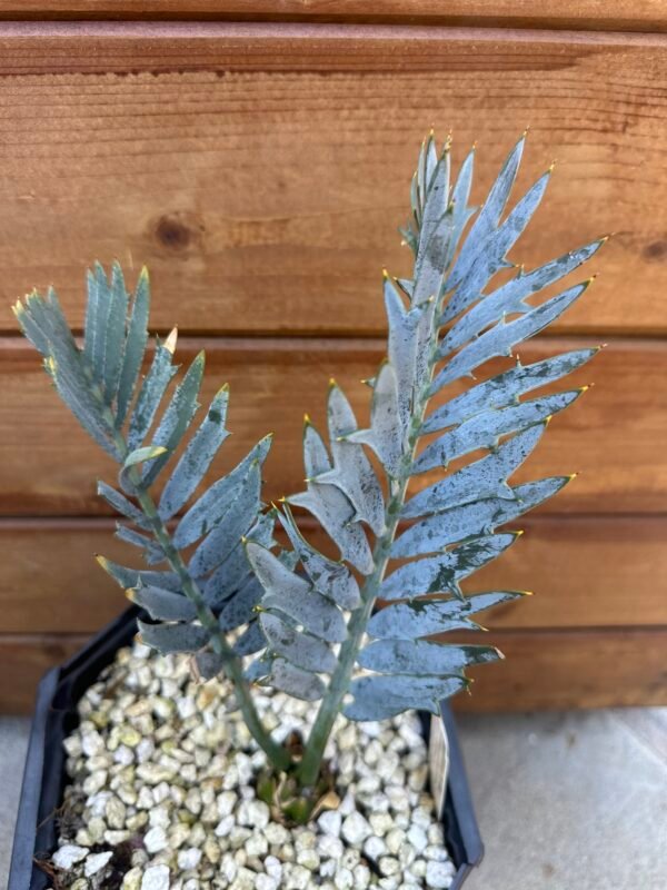 Encephalartos horridus – Eastern Cape Blue Cycad – 1-2" caudex - Image 3