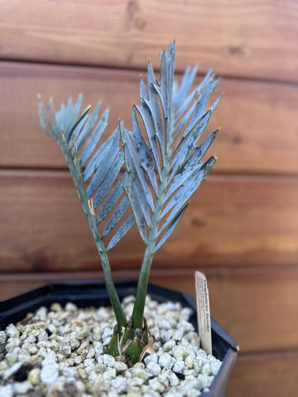 Encephalartos horridus – Eastern Cape Blue Cycad – 1-2" caudex - Image 2