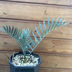 Encephalartos horridus – Eastern Cape Blue Cycad – 1-2" caudex