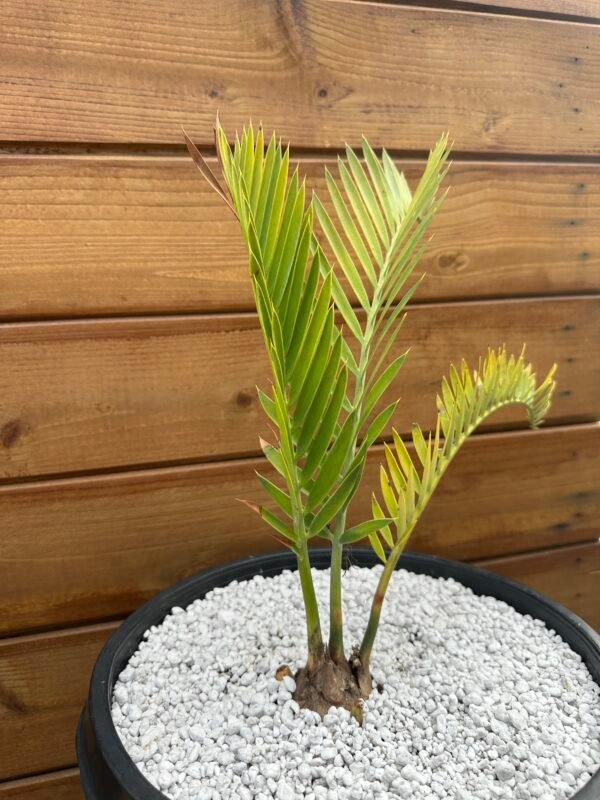 Encephalartos lehmannii - Karoo Cycad - 2-3" caudex - Image 2