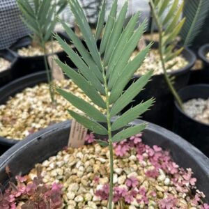 Encephalartos dyerianus - Lowveld Lillie Cycad - Seedling