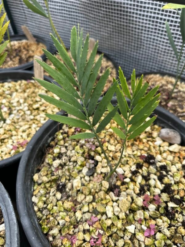 Encephalartos dyerianus - Lowveld Lillie Cycad - Seedling - Image 3