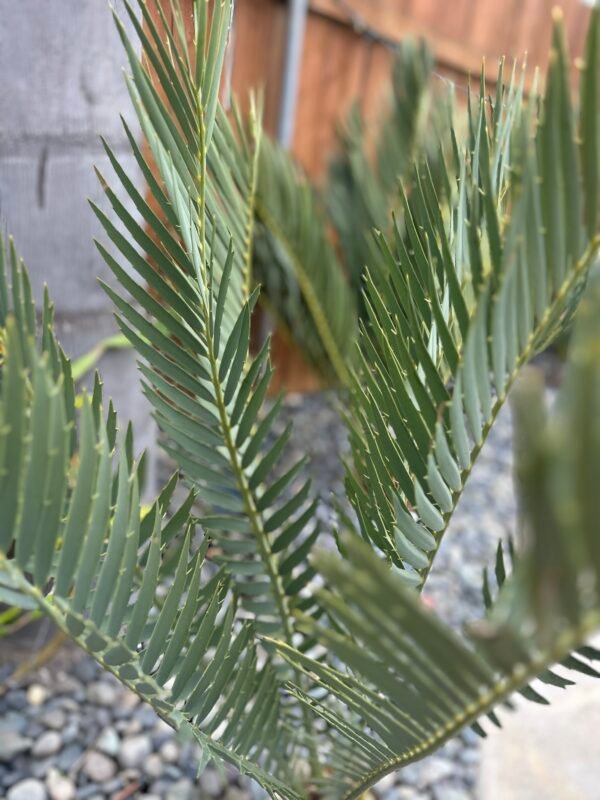 Encephalartos dyerianus - Lowveld Lillie Cycad - Seedling - Image 10
