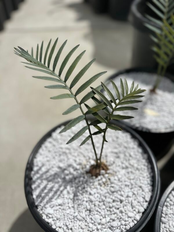 Encephalartos longifolius - Thunberg's Cycad - 1-2" caudex - Image 16