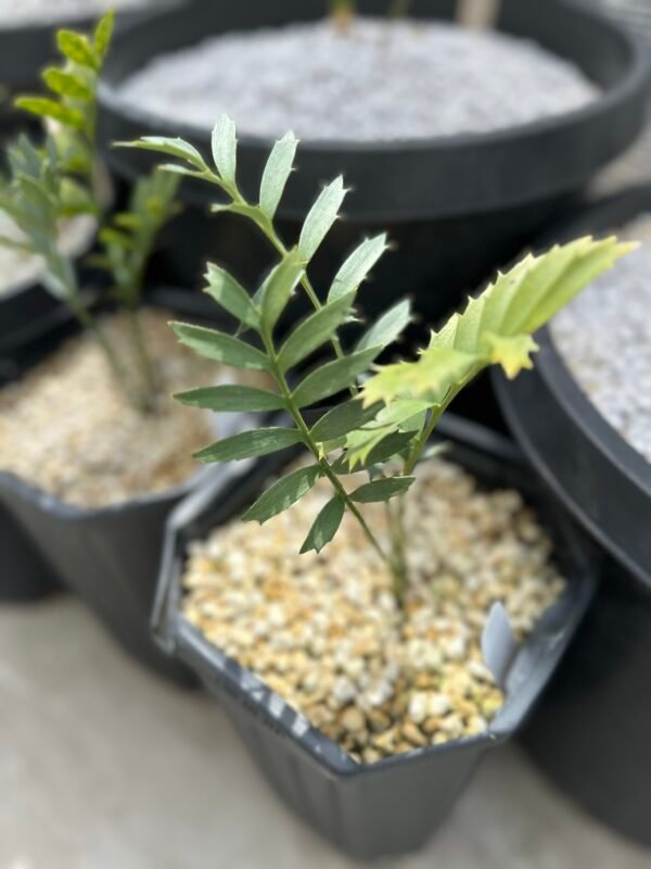 Encephalartos True Blue arenarius - 1" caudex - Image 2