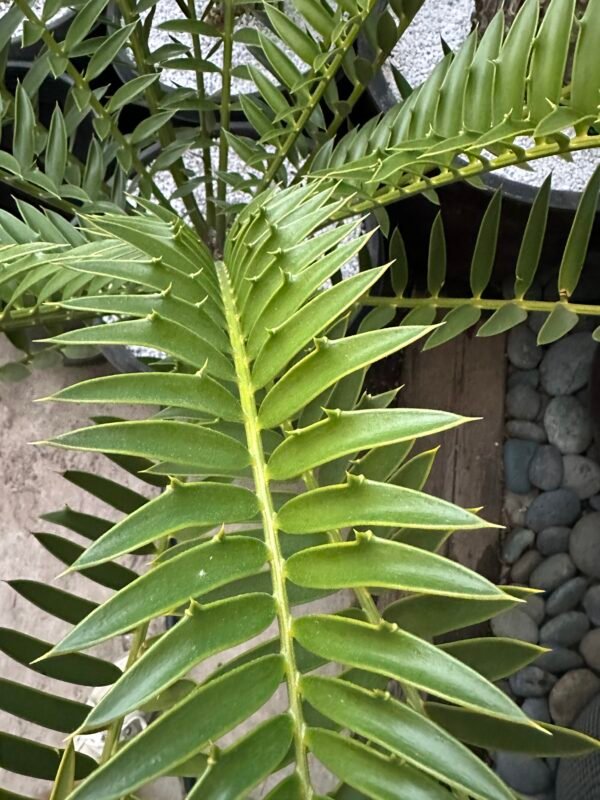 Encephalartos natalensis X trispinosis - hybrid Cycad - 6" caudex - Image 3
