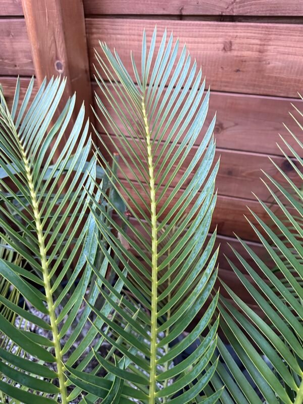Encephalartos aemulans X lehmannii - hybrid Cycad - 6" caudex - Image 3