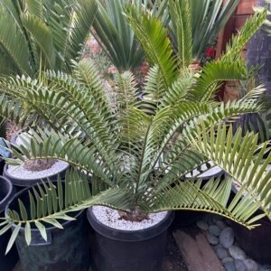 Encephalartos natalensis X trispinosis - hybrid Cycad - 6" caudex