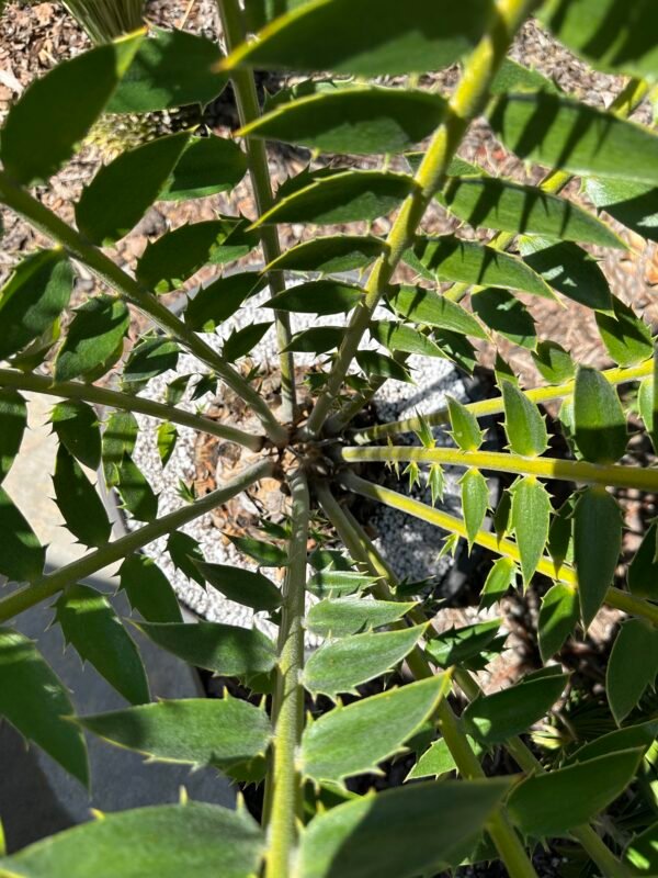 Encephalartos manikensis - Gorongo Cycad - 8" caudex - Image 3