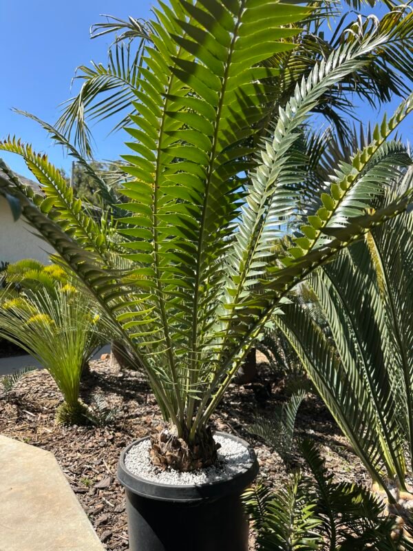 Encephalartos manikensis - Gorongo Cycad - 8" caudex