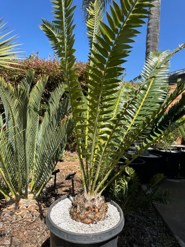 Encephalartos manikensis - Gorongo Cycad - 8" caudex - Image 5