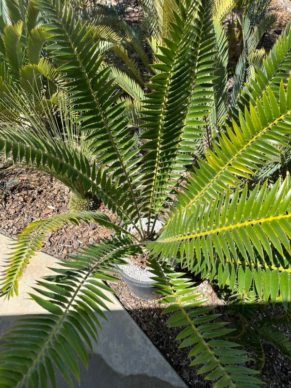 Encephalartos manikensis - Gorongo Cycad - 8" caudex - Image 4
