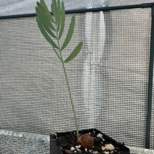 Encephalartos dolomiticus - Wolkberg Cycad - seedlings (limited)
