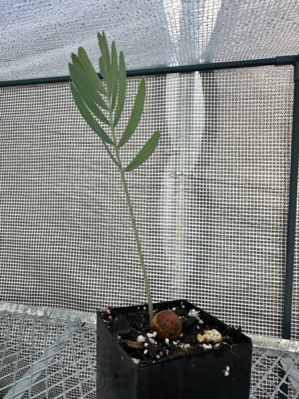 Encephalartos dolomiticus - Wolkberg Cycad - seedlings (limited)