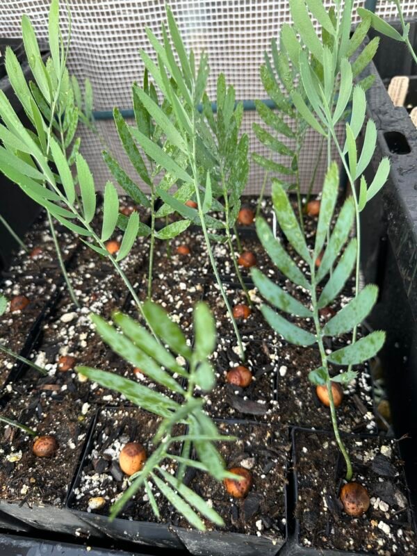Encephalartos dolomiticus - Wolkberg Cycad - seedlings (limited) - Image 7