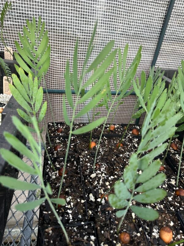 Encephalartos dolomiticus - Wolkberg Cycad - seedlings (limited) - Image 6