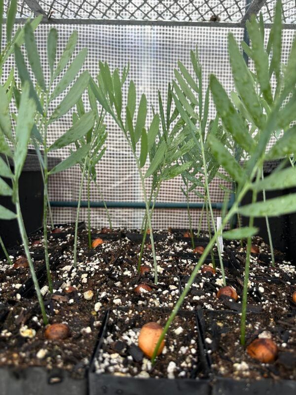 Encephalartos dolomiticus - Wolkberg Cycad - seedlings (limited) - Image 4