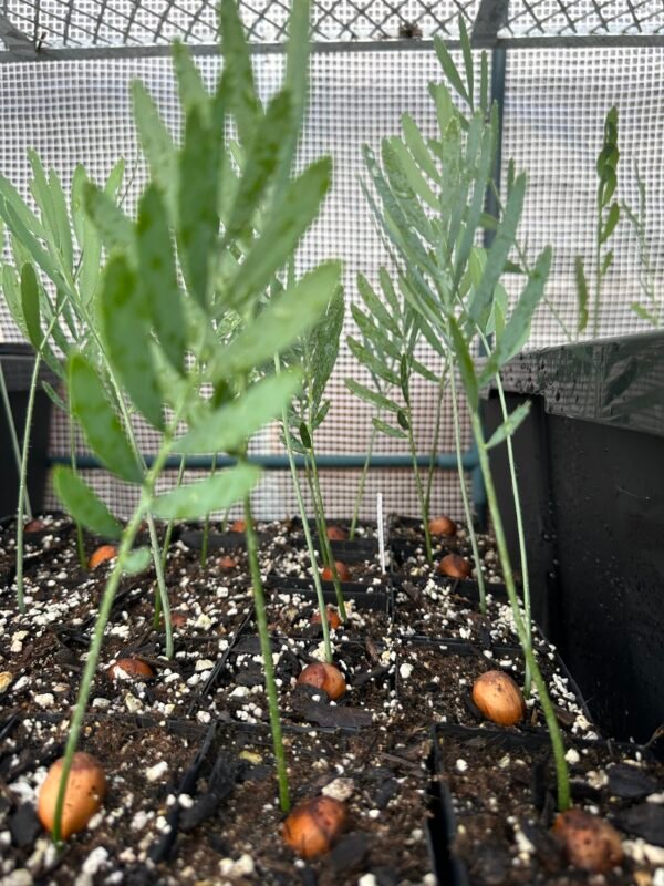 Encephalartos dolomiticus - Wolkberg Cycad - seedlings (limited) - Image 3