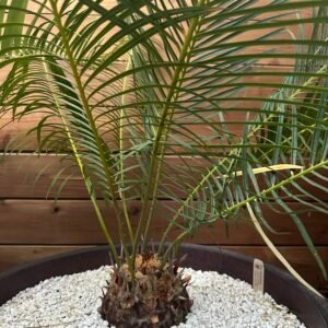 Cycas panzhihuaensis - 5" caudex